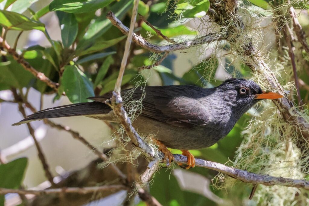 Réunion Bulbul