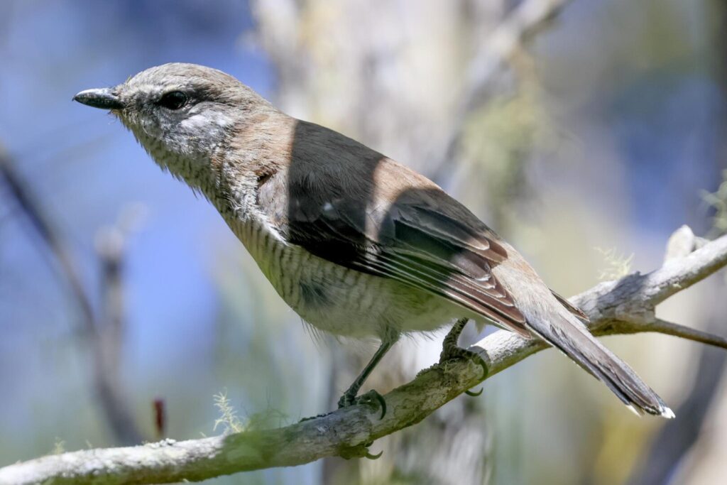 Réunion Cuckooshrike female