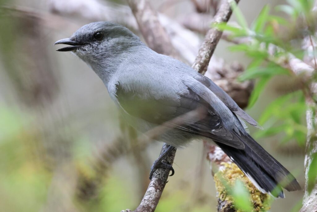 Réunion Cuckooshrike male