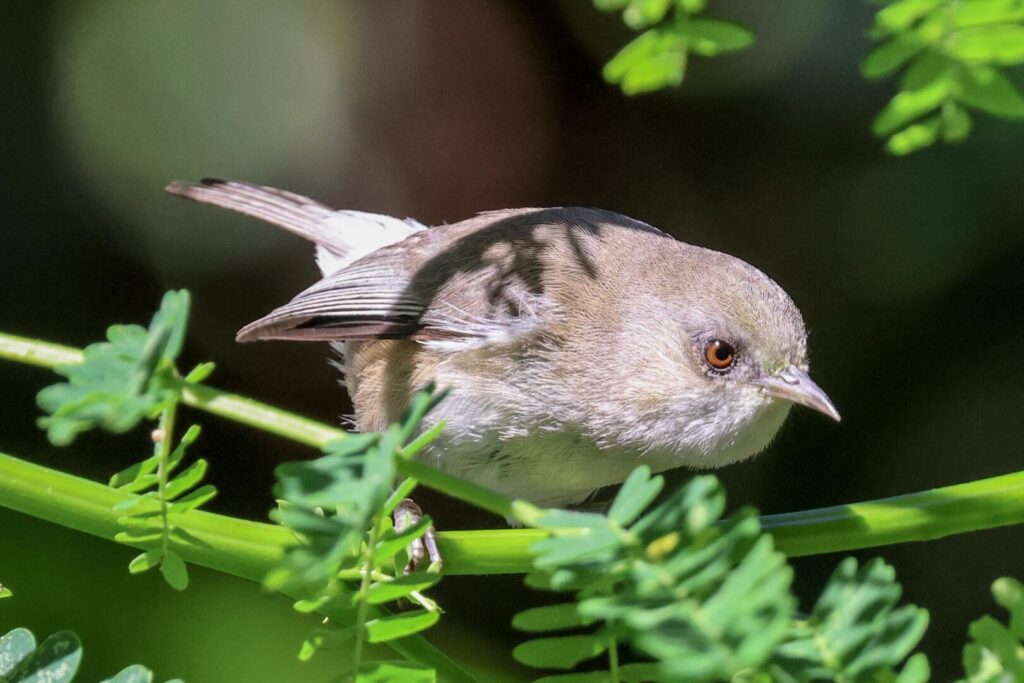 Réunion Grey White-eye