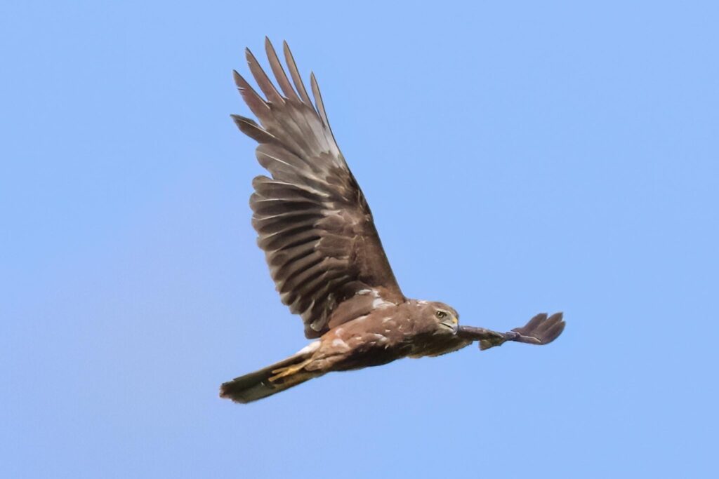 Réunion Harrier