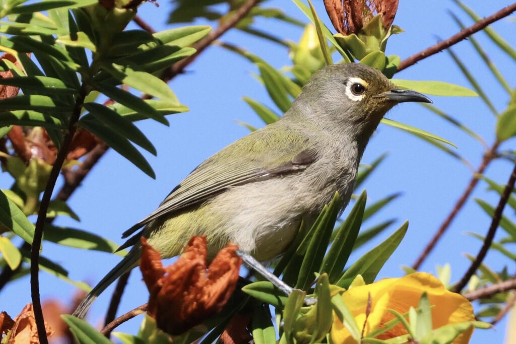 Réunion Olive White-eye