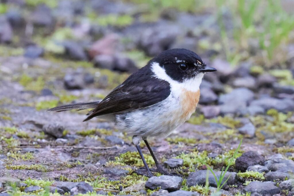 Réunion Stonechat