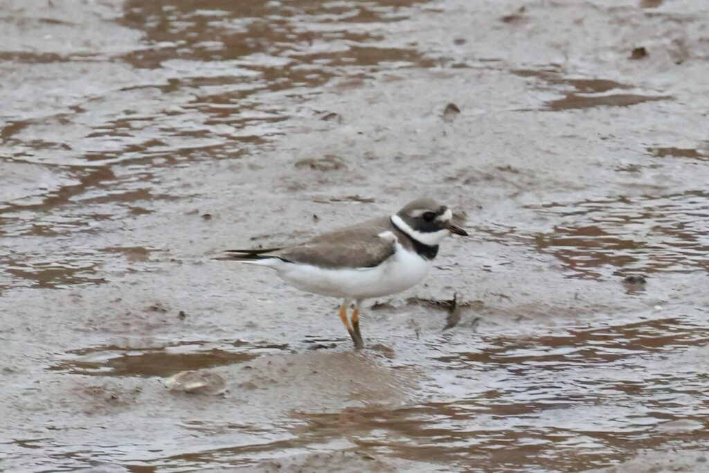 Ringed Plover