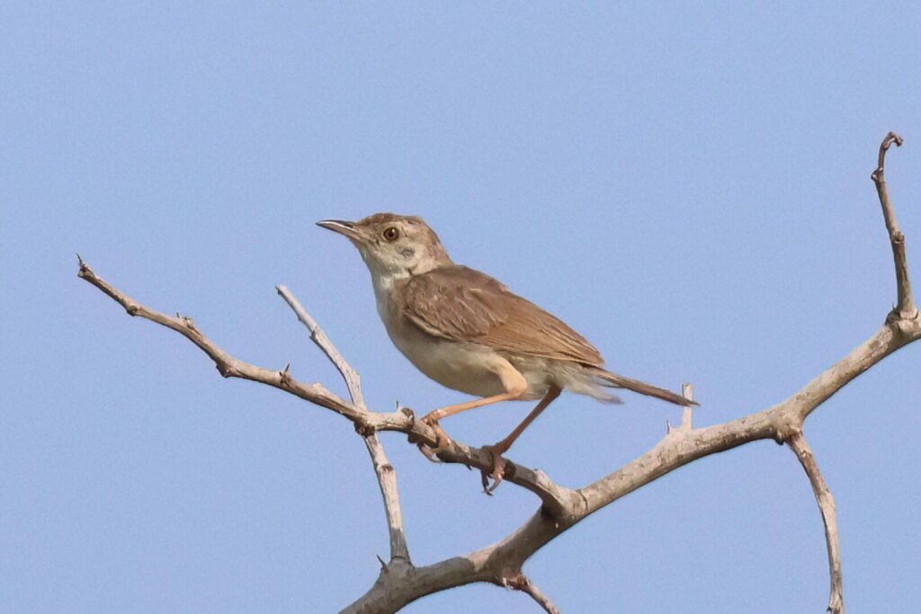 Rufous Cisticola