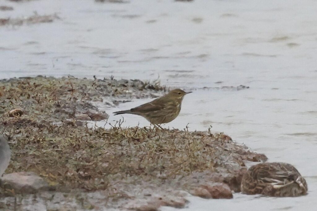 Scandinavian Rock Pipit