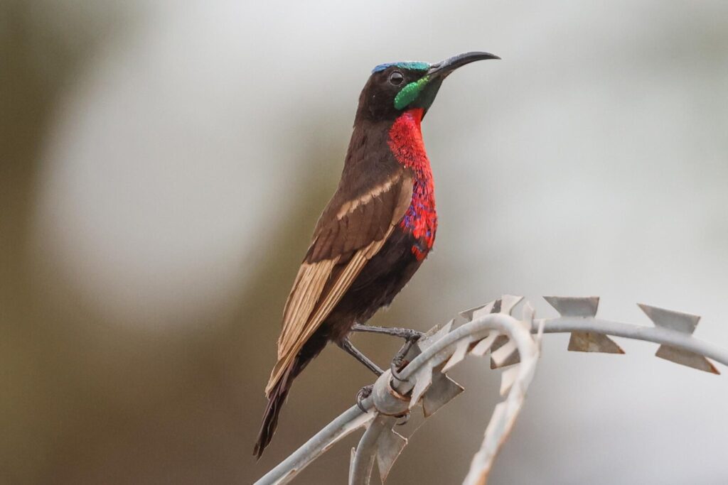 Scarlet-chestnut Sunbird