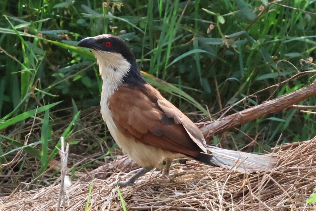 Senegal Coucal