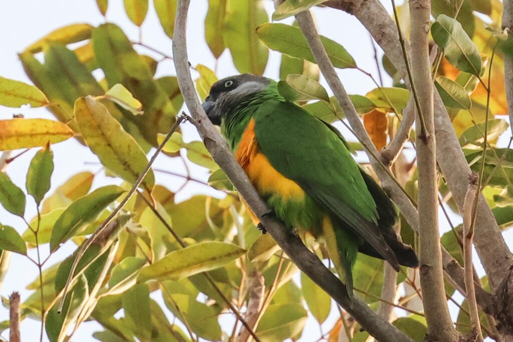 Senegal Parrot