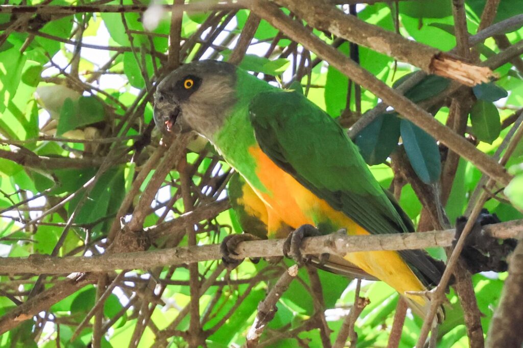 Senegal Parrot