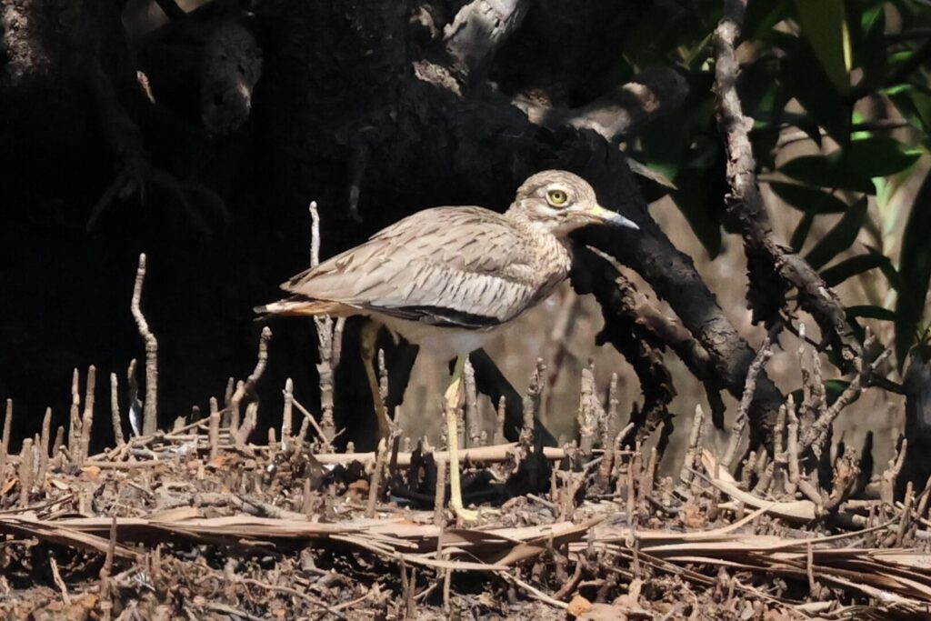 Senegal Thick-knee