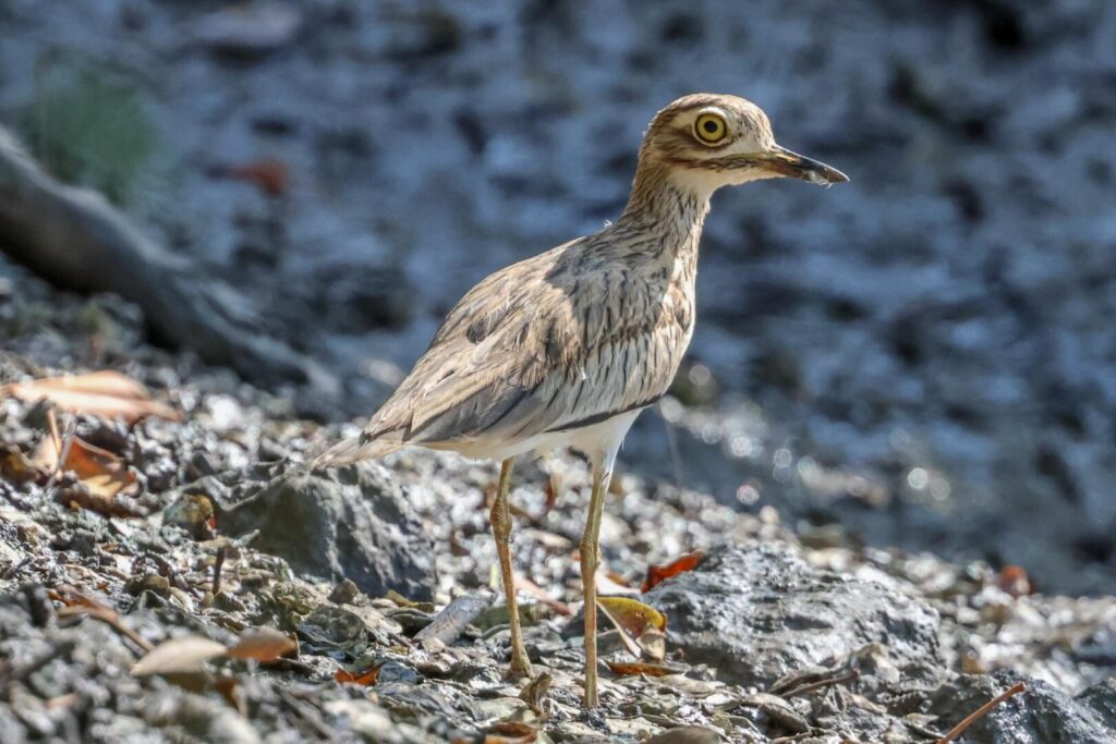 Senegal Thick-knee