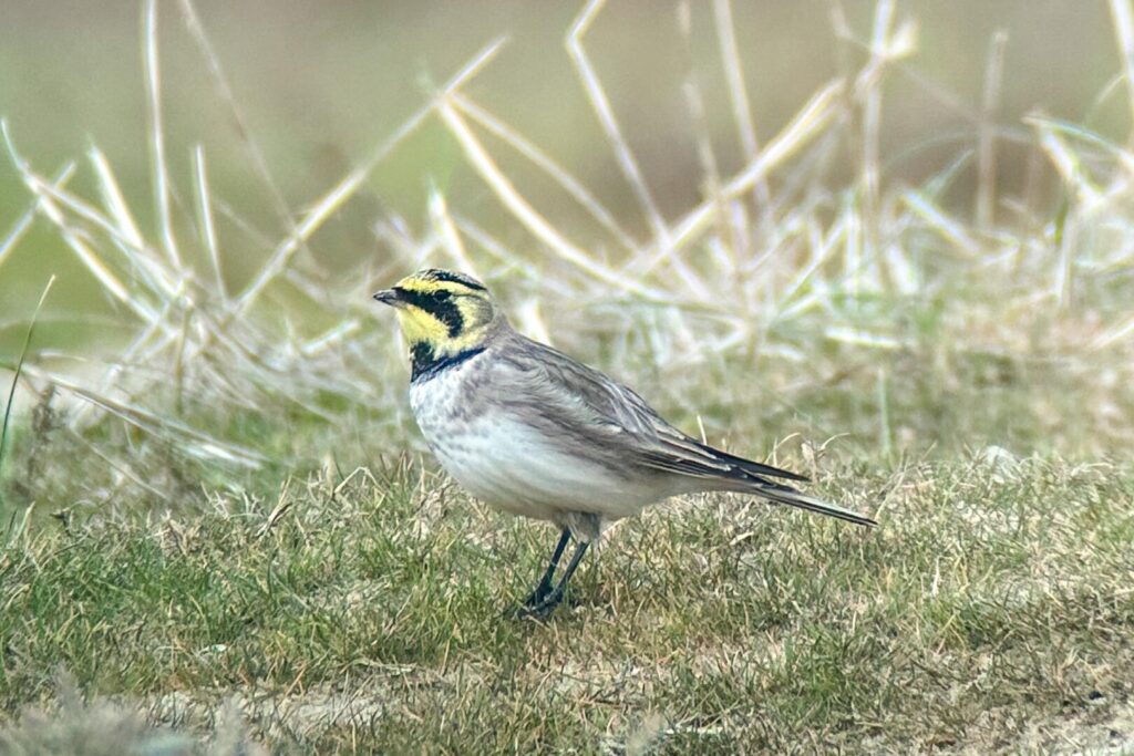 Shorelark