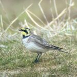 Shorelark