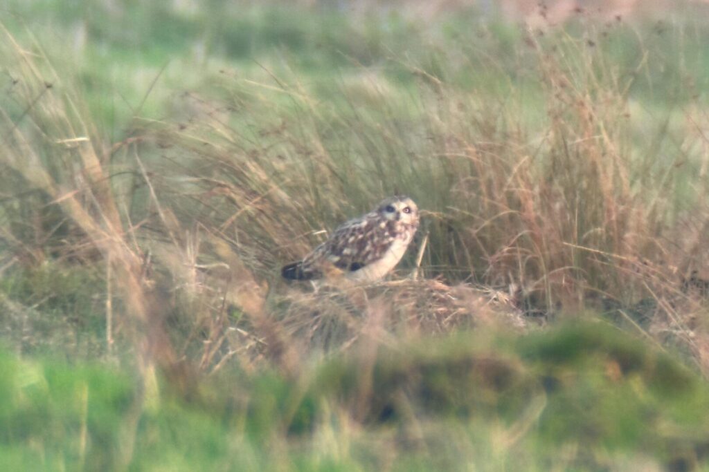 Short-eared Owl