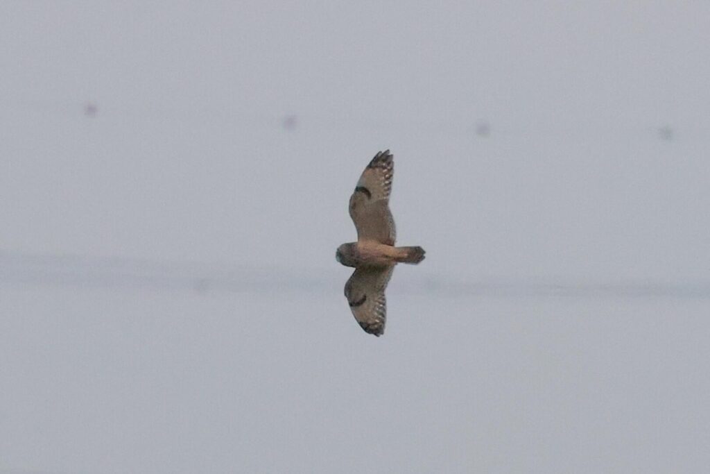 Short-eared Owl