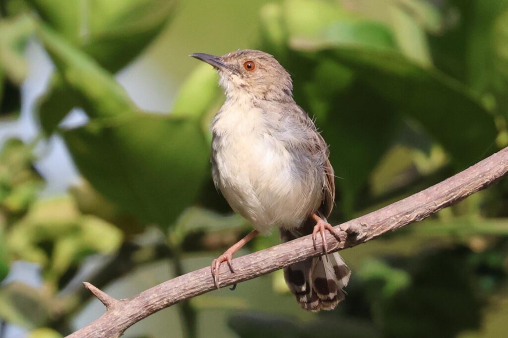 Singing Cisticola