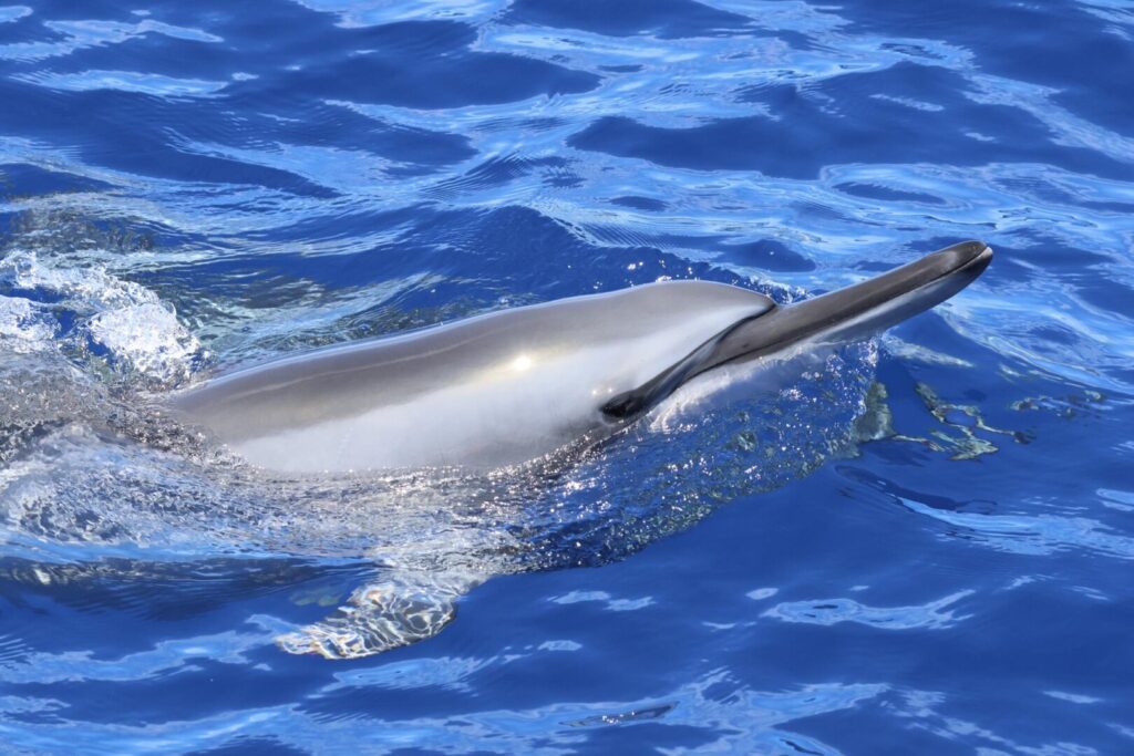 Spinner Dolphin