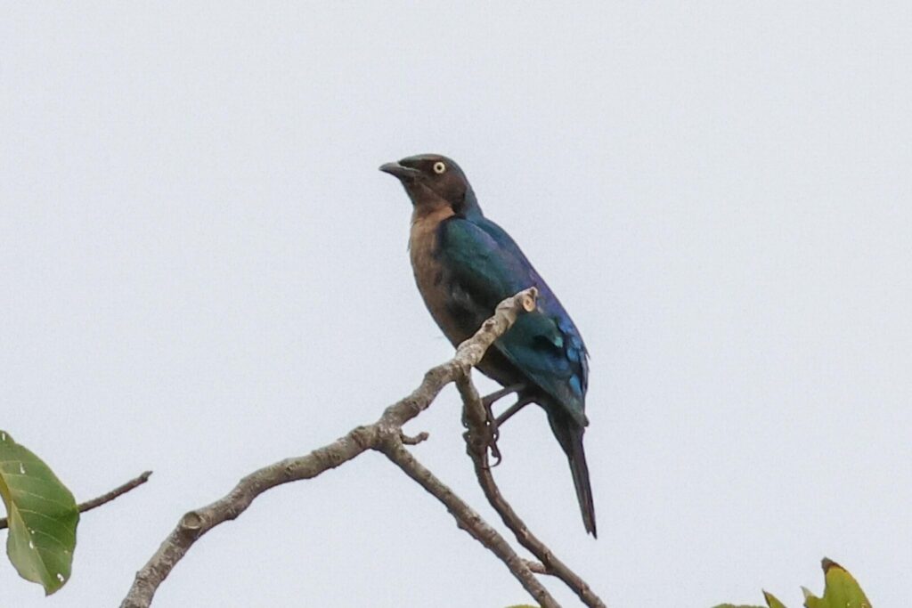 Splendid Starling