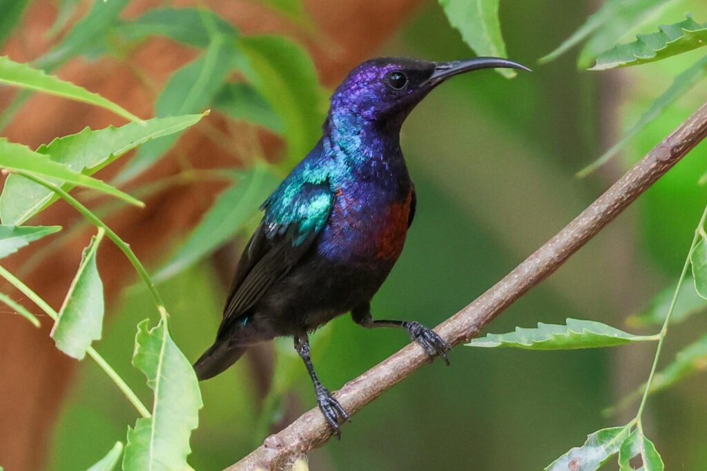 Splendid Sunbird