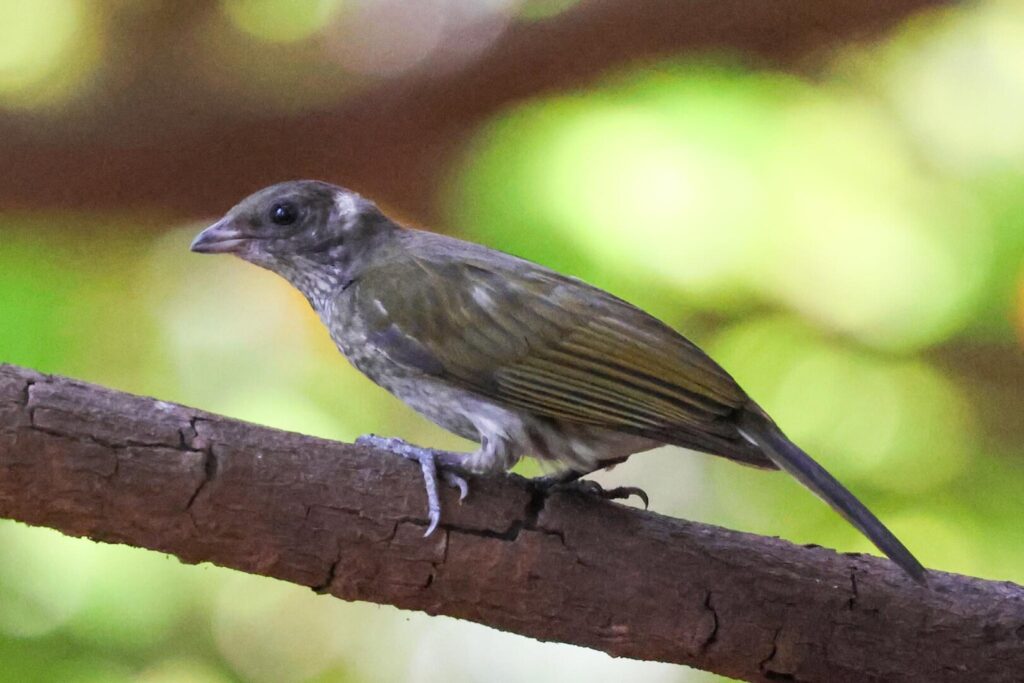 Spotted Honeyguide