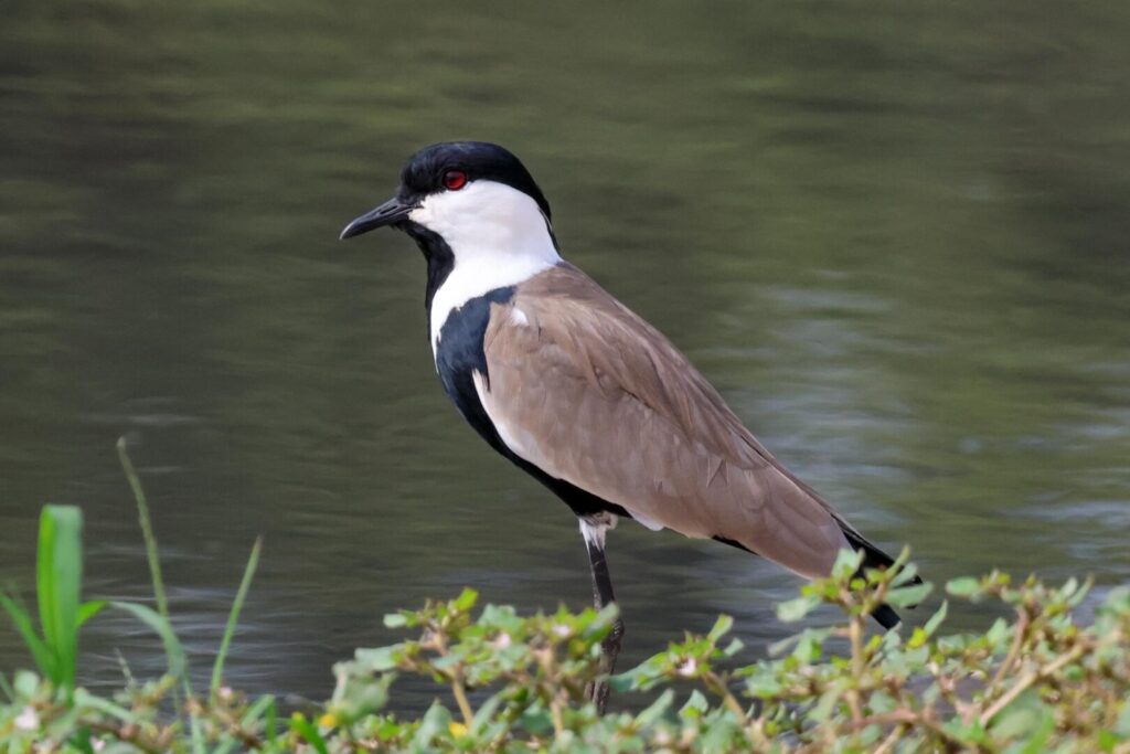 Spur-winged Lapwing