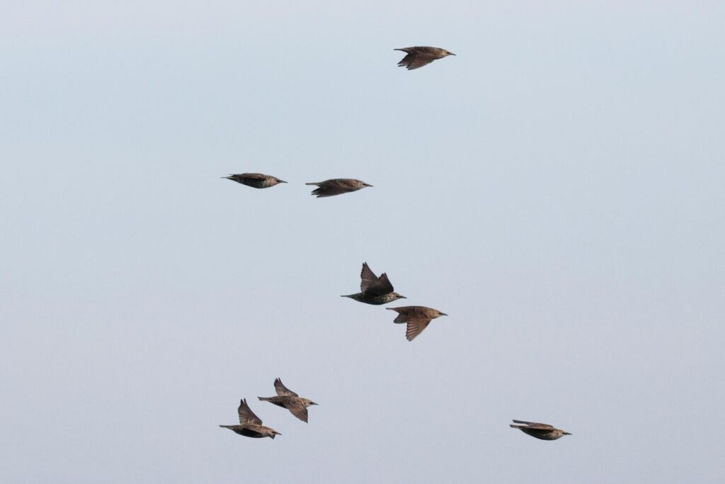 Starlings