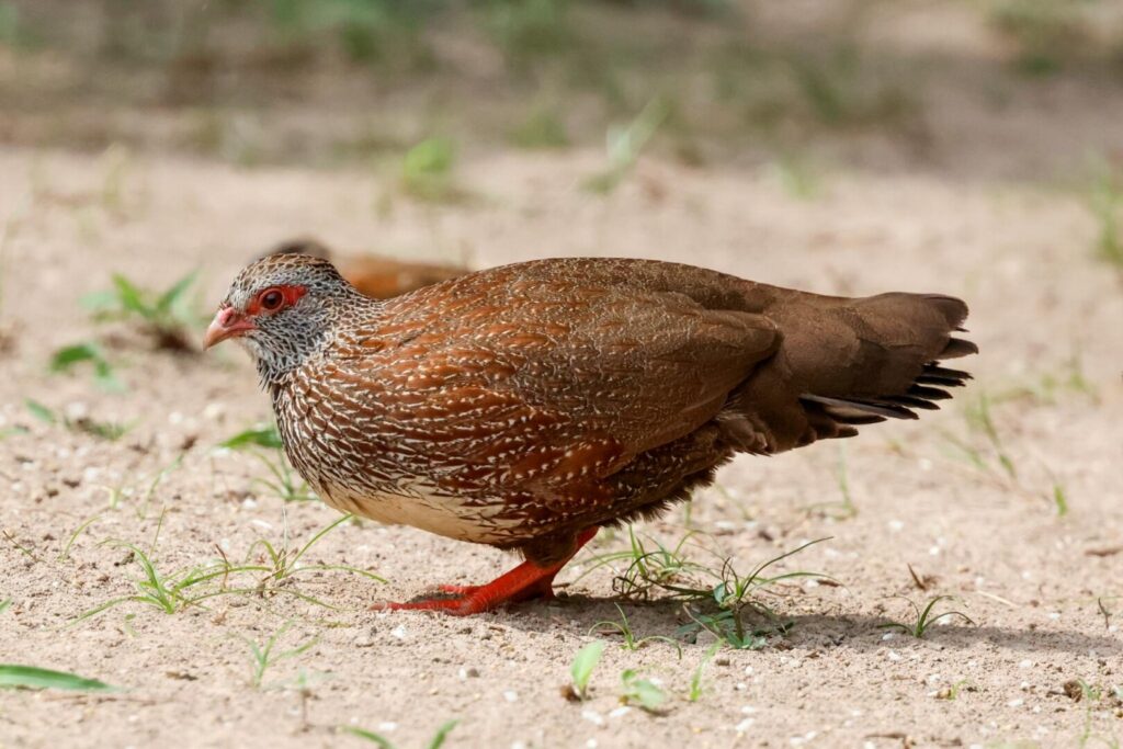 Stone Partridge