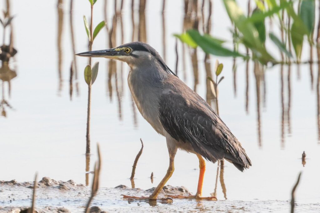 Striated Heron