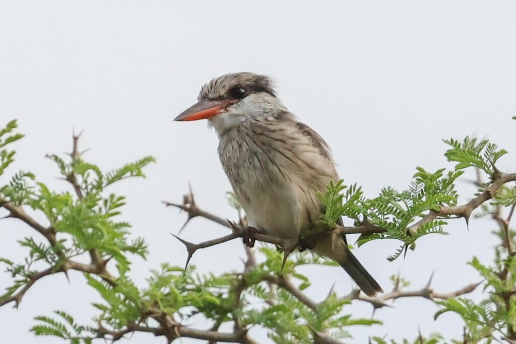 Striped Kingfisher