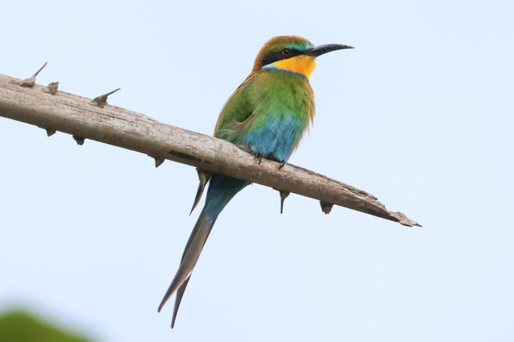 Swallow-tailed Bee-eater