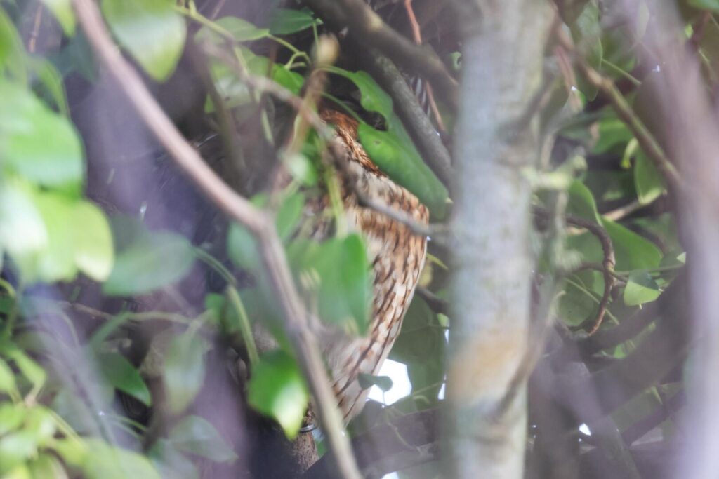 Tawny Owl