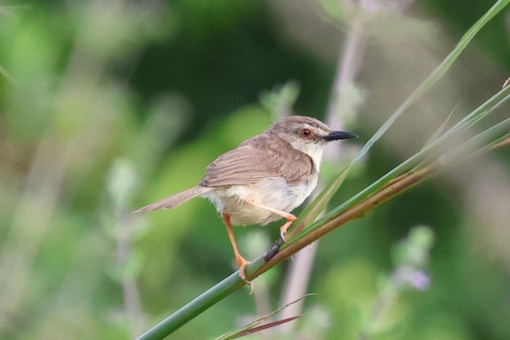 Tawny-flanked Prinia