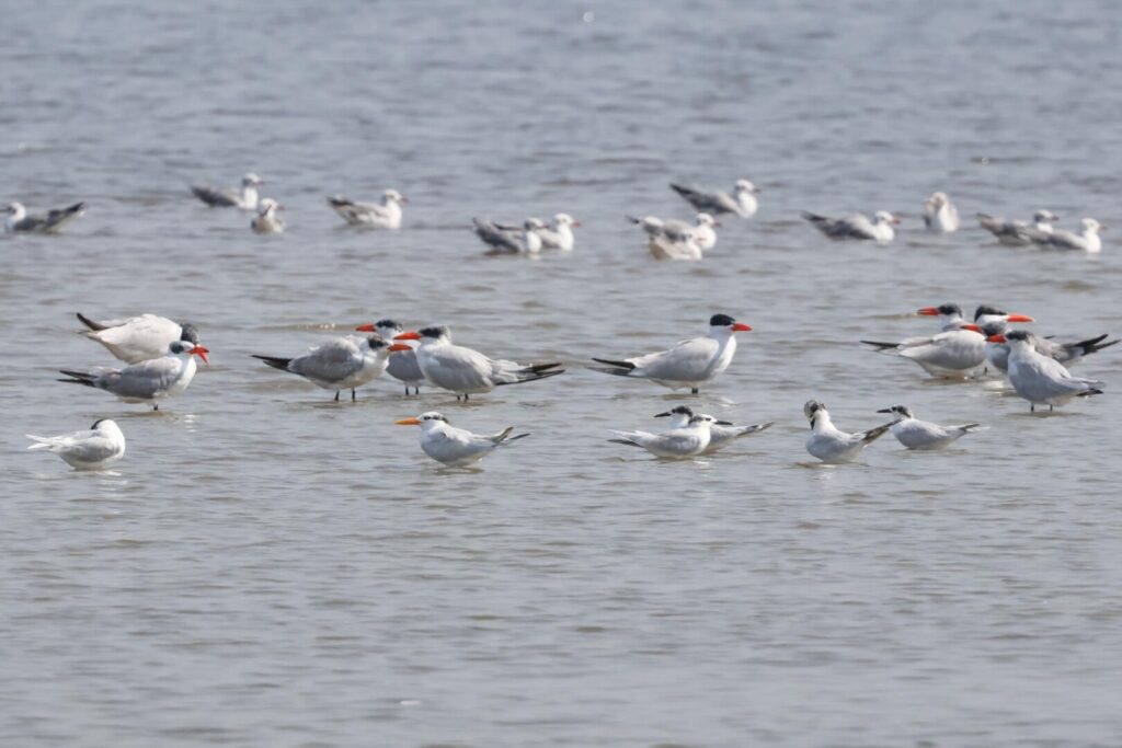 Terns and Gulls