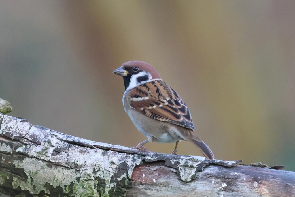 Tree Sparrow