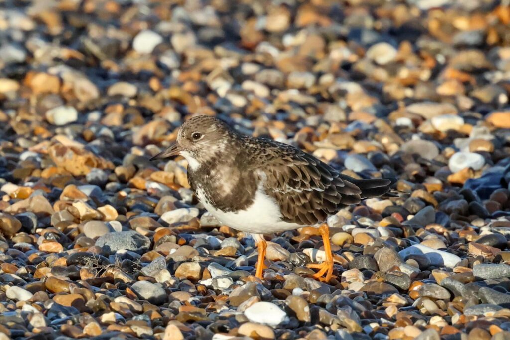 Turnstone