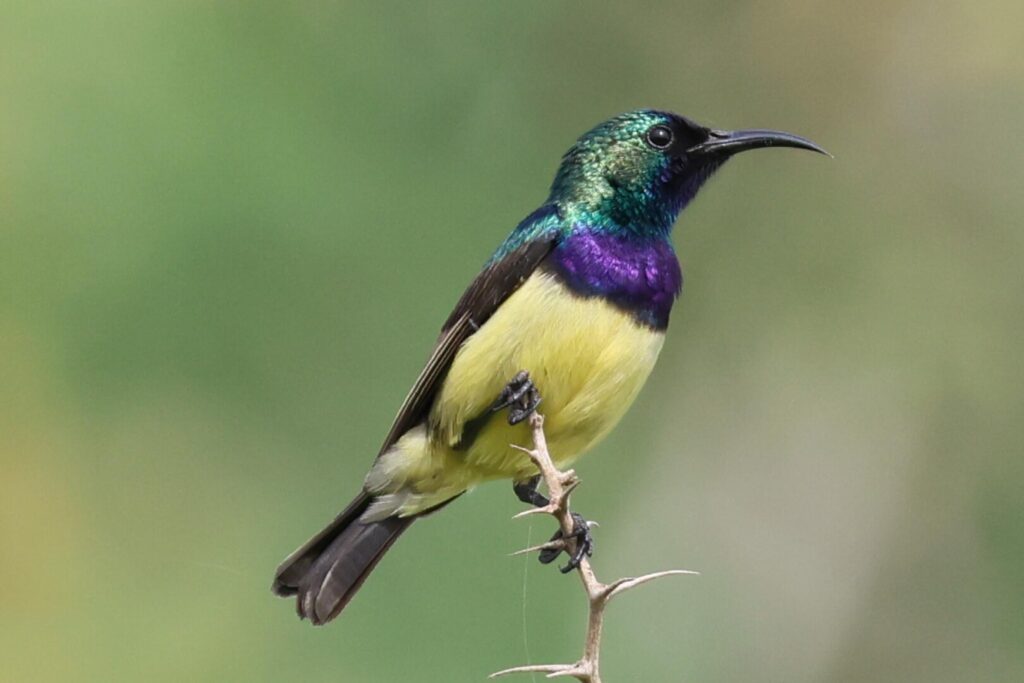 Variable Sunbird