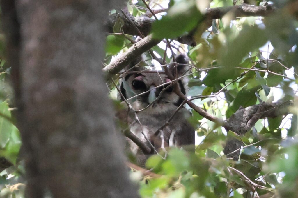 Verreaux's Eagle Owl