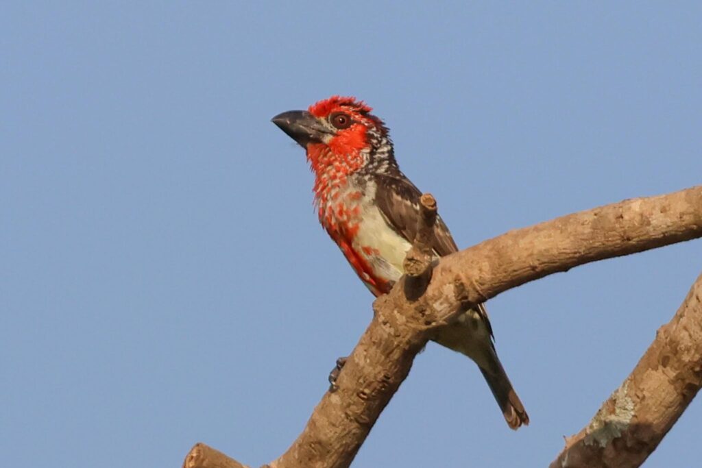 Viellot's Barbet