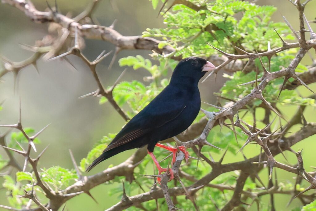 Village Indigobird