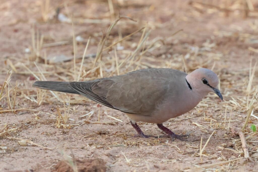 Vinaceous Dove