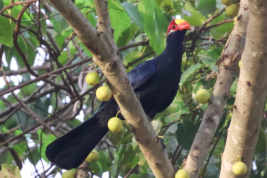 Violet Turaco