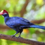 Violet Turaco