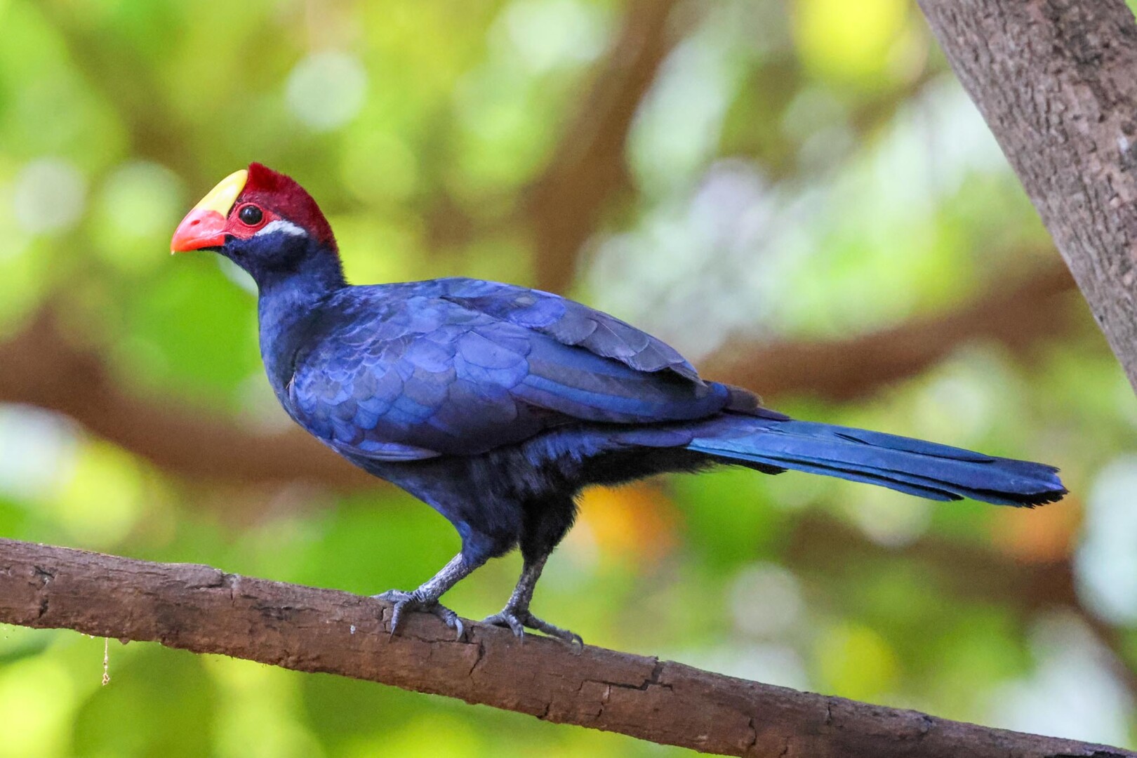 Violet Turaco