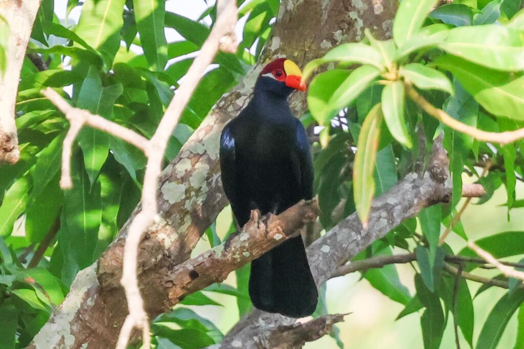 Violet Turaco