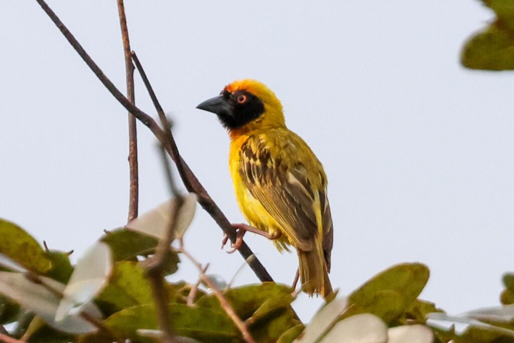 Vitelline Masked Weaver