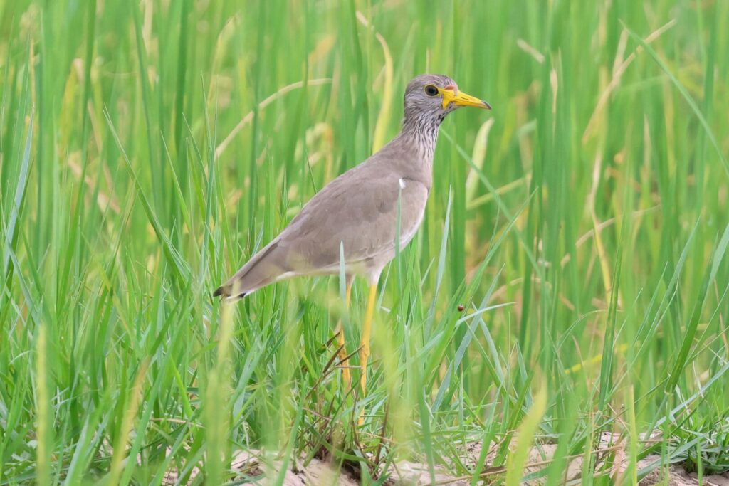 Wattled Lapwing