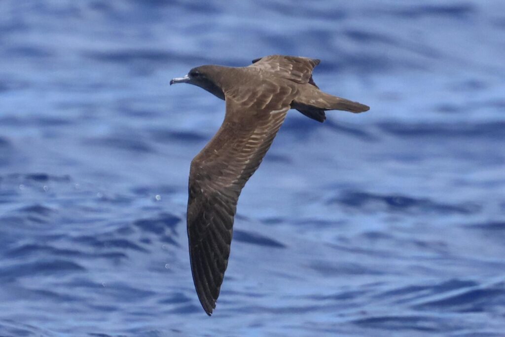 Wedge-tailed Shearwater