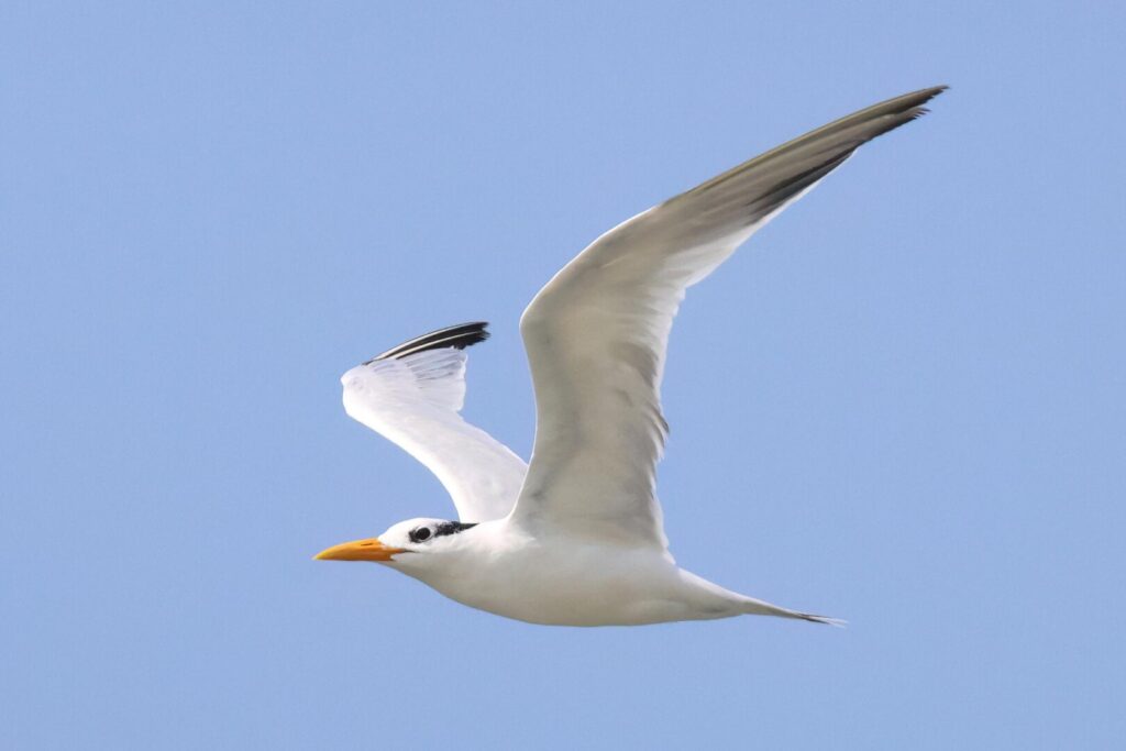 West African Crested Tern