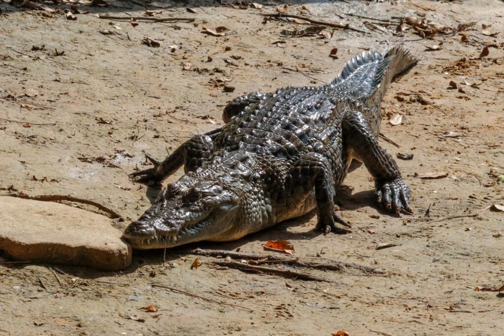 West African Crocodile